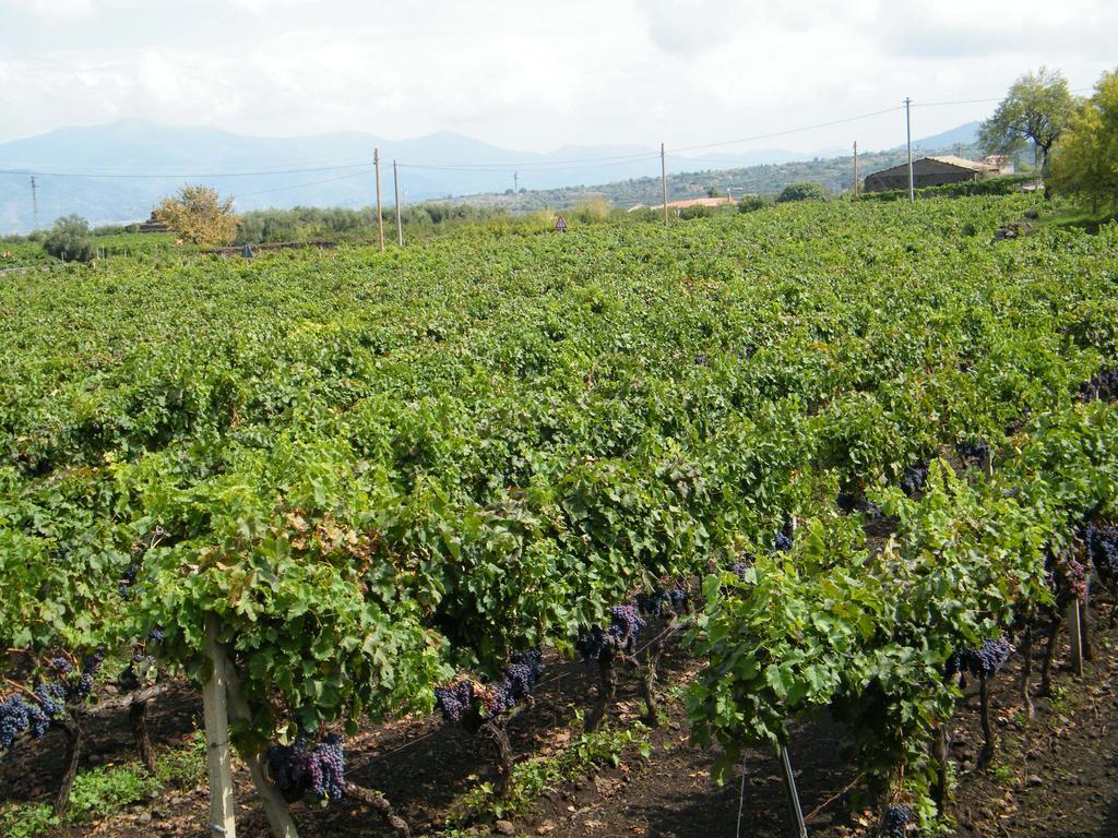 Etna Wine Azienda Agrituristica Passopisciaro Exterior photo
