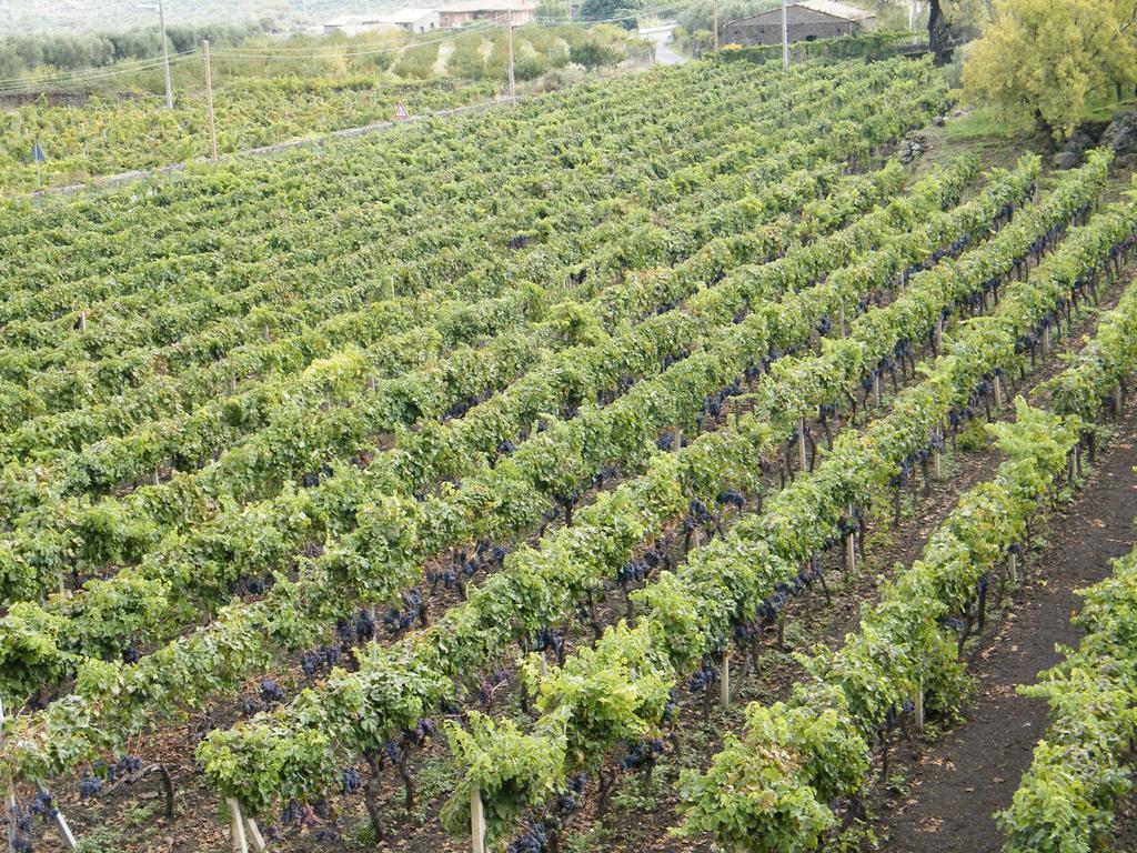 Etna Wine Azienda Agrituristica Villa Passopisciaro Exterior photo